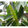 TRIADICA COCHINCHINENSIS   Triadica cochinchinensis