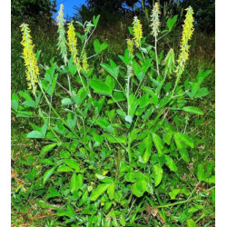 KROTOLARIA GŁADKA  Crotalaria pallida