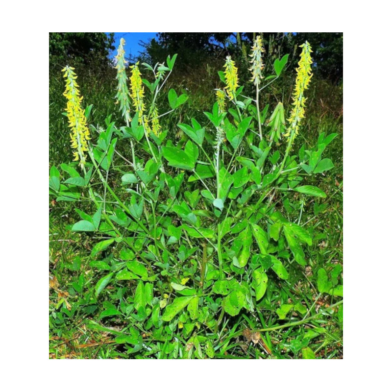 KROTOLARIA GŁADKA  Crotalaria pallida