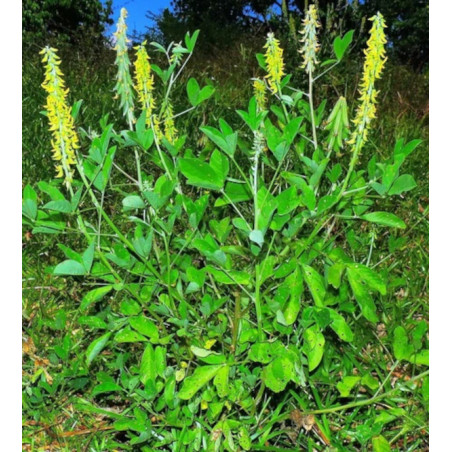 KROTOLARIA GŁADKA  Crotalaria pallida