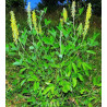 Crotalaria pallida
