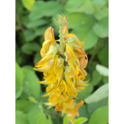 KROTOLARIA GŁADKA  Crotalaria pallida