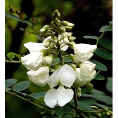 Tephrosia candida