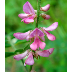 INDYGOWIEC BUNGEGO Indigofera pseudotinctoria