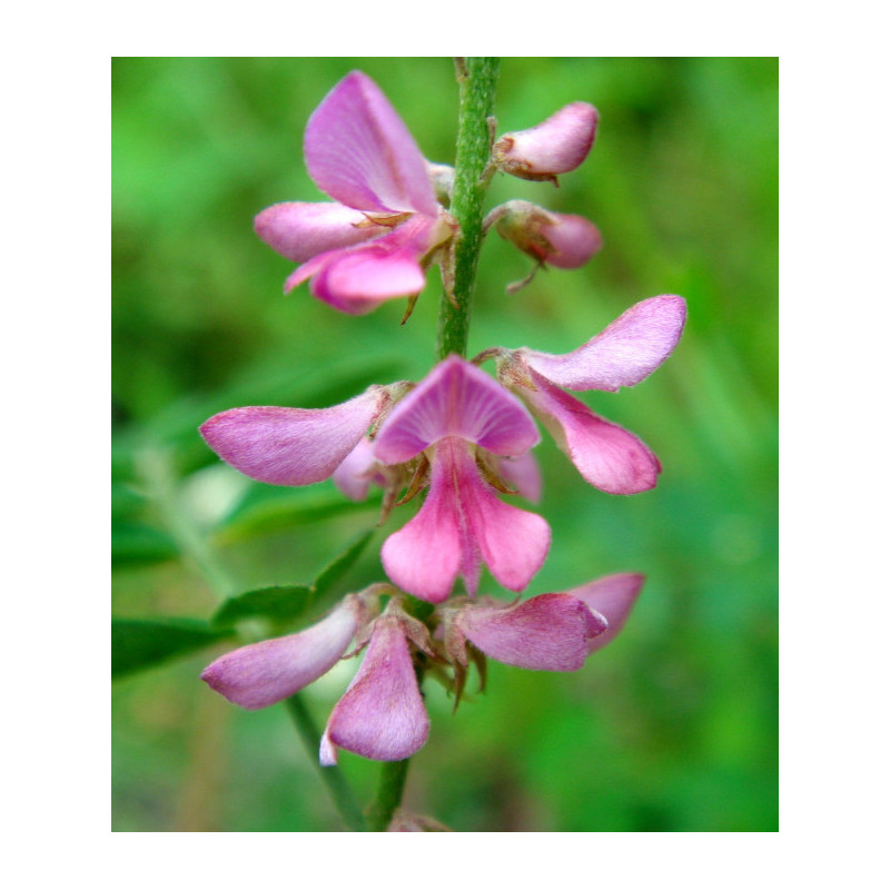 INDYGOWIEC BUNGEGO Indigofera pseudotinctoria