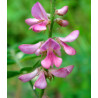 INDYGOWIEC BUNGEGO Indigofera pseudotinctoria