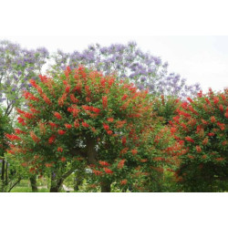 Erythrina crista-galli