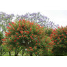 Erythrina crista-galli