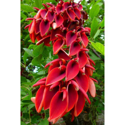 KORALODRZEW GRZEBIENIASTY Erythrina crista-galli