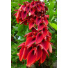 KORALODRZEW GRZEBIENIASTY Erythrina crista-galli