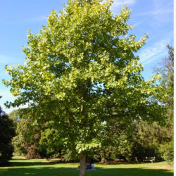 TULIPANOWIEC CHIŃSKI Liriodendron chinense