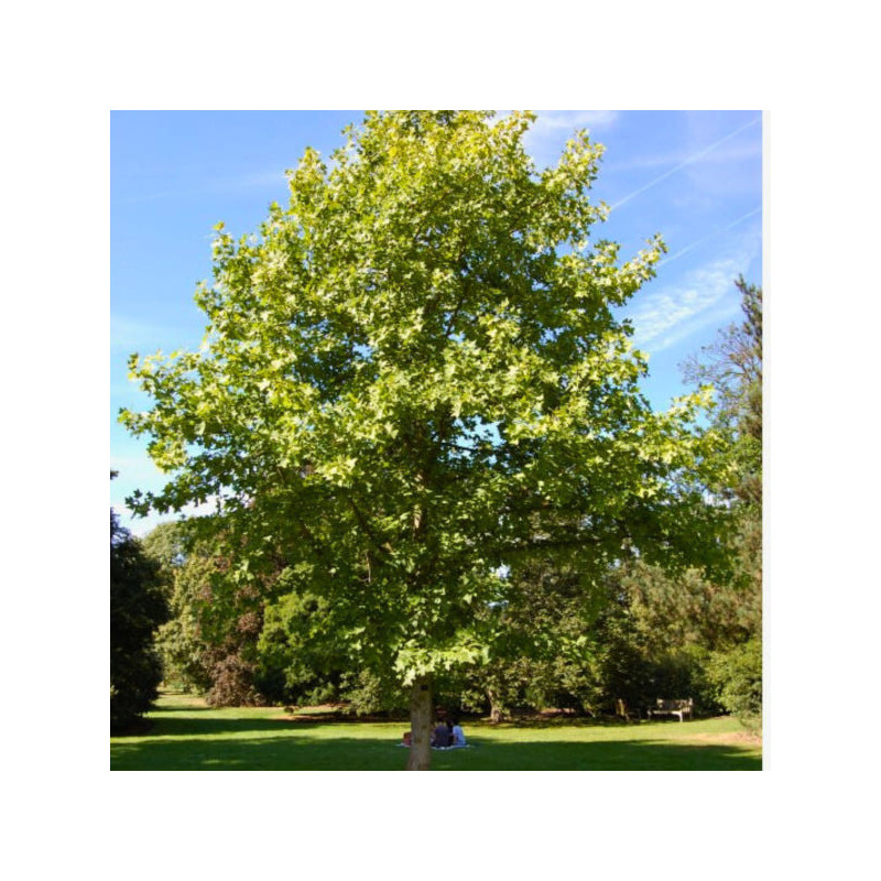 TULIPANOWIEC CHIŃSKI Liriodendron chinense