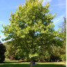 TULIPANOWIEC CHIŃSKI Liriodendron chinense