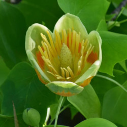 Liriodendron chinense