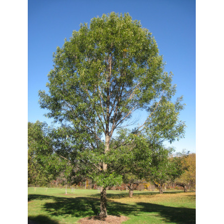 DĄB OŚCISTOZĘBNY Quercus acutissima