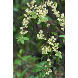 WERBENA EGZOTYCZNA  Litsea cubeba