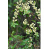 WERBENA EGZOTYCZNA  Litsea cubeba
