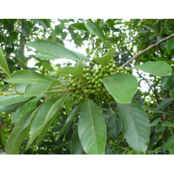 WERBENA EGZOTYCZNA  Litsea cubeba