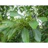 Litsea cubeba