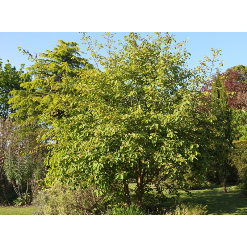 WERBENA EGZOTYCZNA  Litsea cubeba