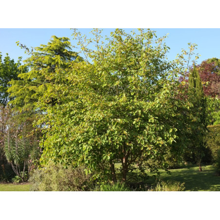 Litsea cubeba