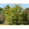 Litsea cubeba