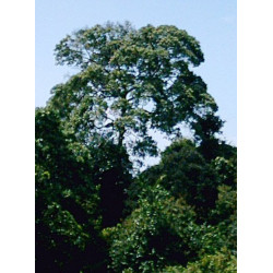 Cinnamomum parthenoxylon