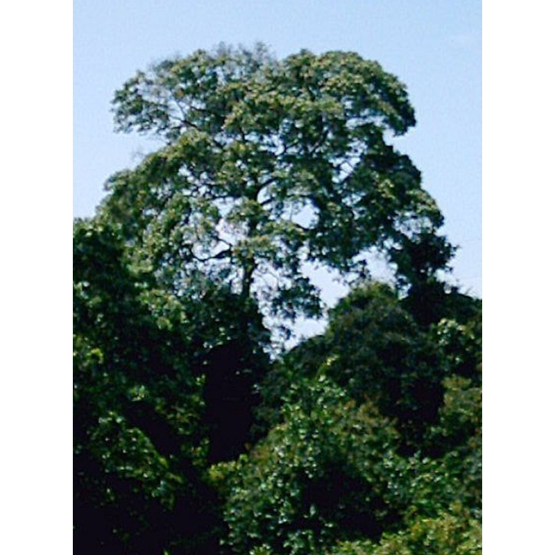 SASSAFRAS CYNAMONOWY  Cinnamomum parthenoxylon