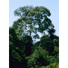 SASSAFRAS CYNAMONOWY  Cinnamomum parthenoxylon