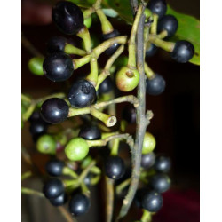 Cinnamomum parthenoxylon
