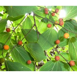 WIĄZOWIEC CHIŃSKI Celtis sinensis