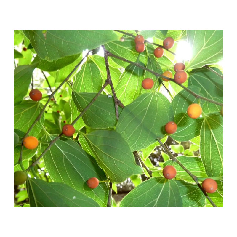 WIĄZOWIEC CHIŃSKI Celtis sinensis