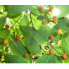 Celtis sinensis