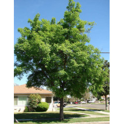 WIĄZOWIEC CHIŃSKI Celtis sinensis