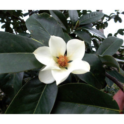 MICHELIA MAUDIAE Michelia maudiae