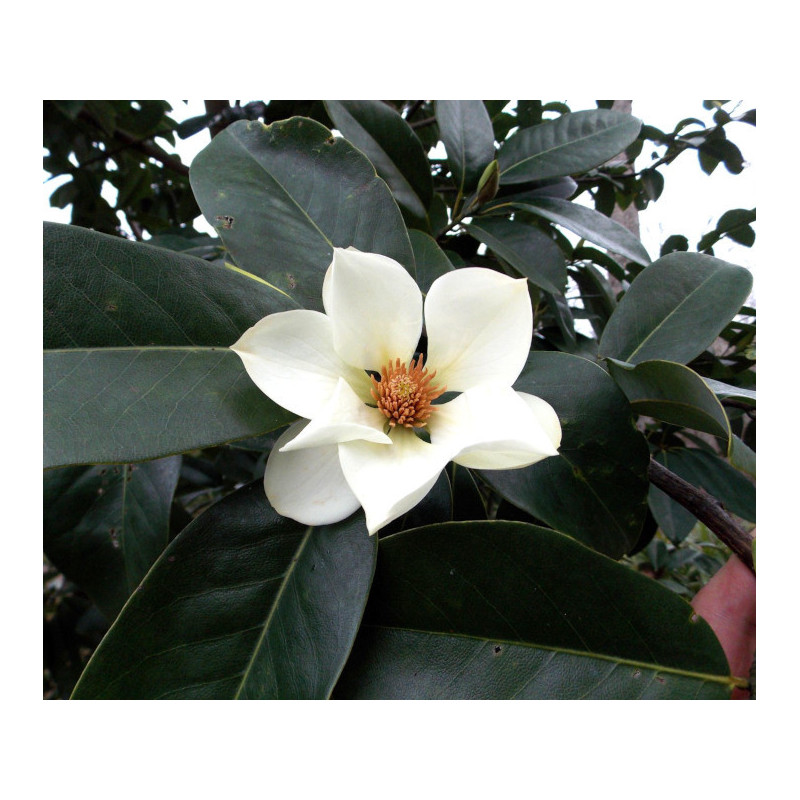 Michelia maudiae