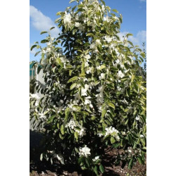 MICHELIA MAUDIAE Michelia maudiae