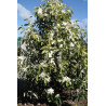 MICHELIA MAUDIAE Michelia maudiae