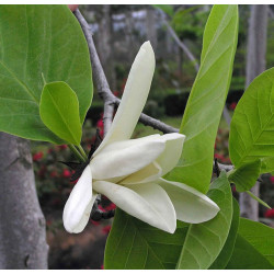 MICHELIA CHAPENSIS  Michelia chapensis