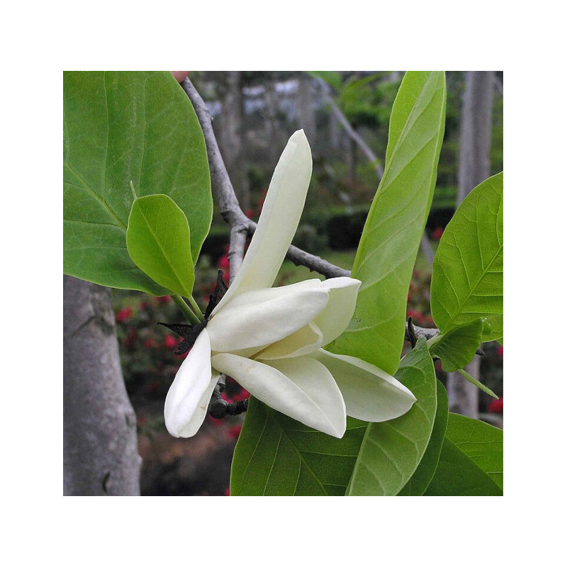 MICHELIA CHAPENSIS  Michelia chapensis