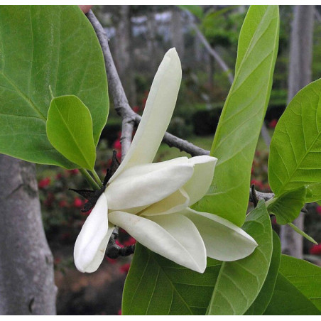 Michelia chapensis