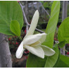 MICHELIA CHAPENSIS  Michelia chapensis