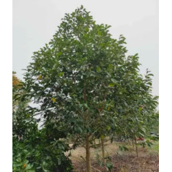 MICHELIA CHAPENSIS  Michelia chapensis