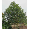 MICHELIA CHAPENSIS  Michelia chapensis