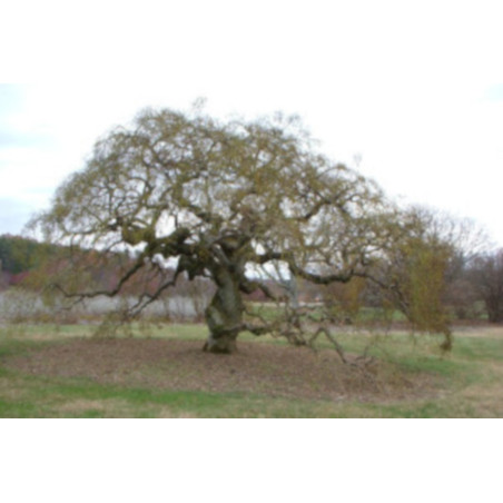 PEREŁKOWIEC JAPOŃSKI Sophora japonica