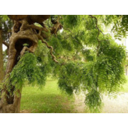 Sophora japonica