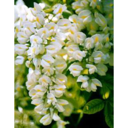 Sophora japonica