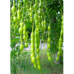 PEREŁKOWIEC JAPOŃSKI Sophora japonica