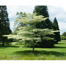DEREŃ PAGODOWY Cornus contoversa)