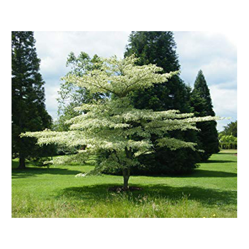 DEREŃ PAGODOWY Cornus contoversa)